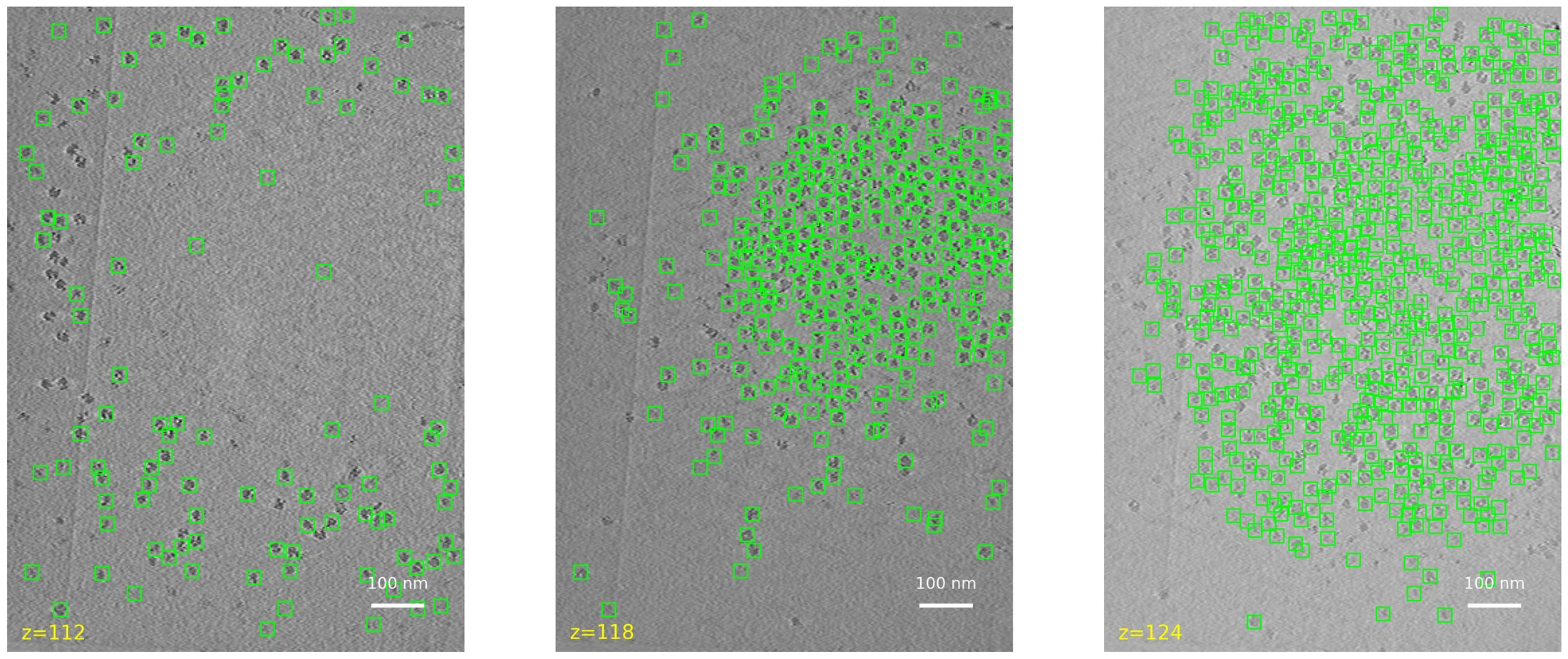 Ground-truth particles on tomogram slices