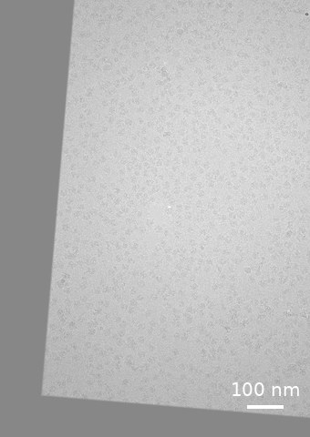 Raw aligned tilt image of EMPIAR-10304 tilt1